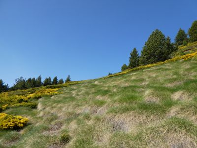 Zone herbeuse Llavanera