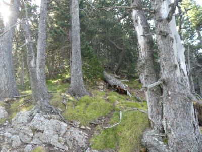 Vue montée sommet 5