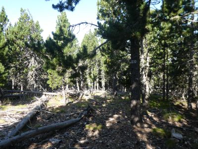 Descente