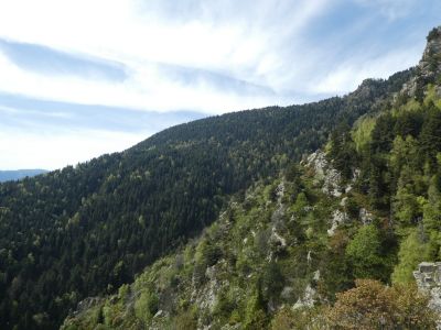 Vue Forêt Estelles