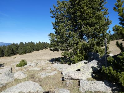 Pla Segalà