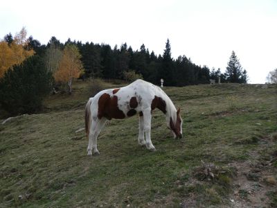 Vue chevaux Mariailles