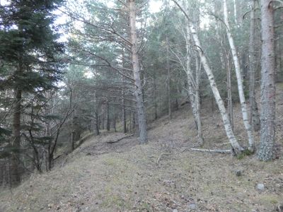 Croisement Moscatosa