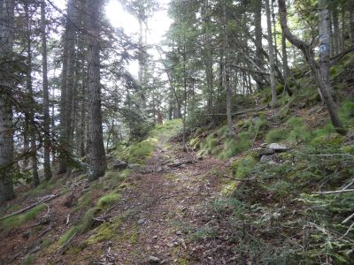 Croisement avant Seglar