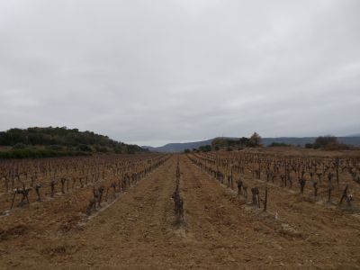 Vue vignes 2