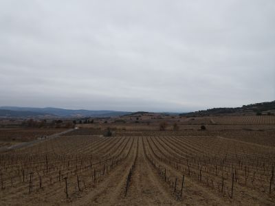 Vue vignes 3