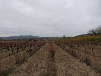 Vue vignes