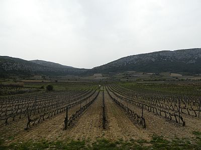 Vue vignes