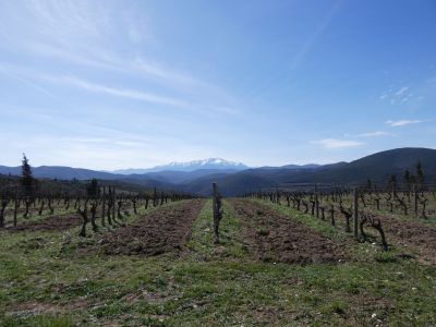 Vue vignes