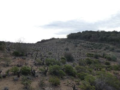 Vue vignes