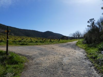 Ansignan - Vignes