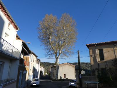 Vue arbre Liberté
