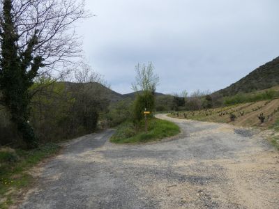 Vignes