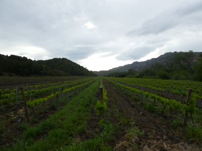 Vue vignes 2