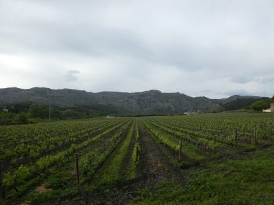 Vue vignes