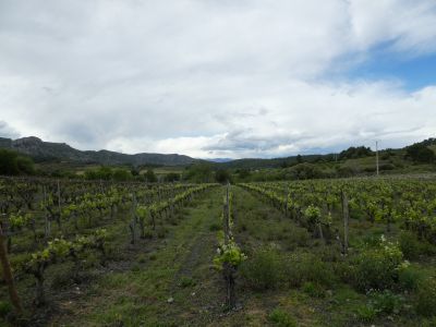 Vue vignes 3