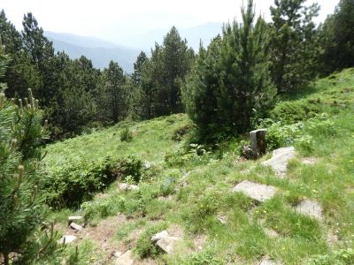 Croisement après Cirera 2