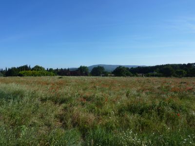 Vue champ coquelicots