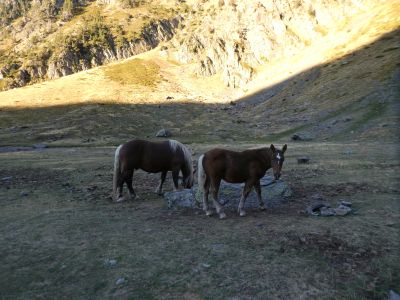 Vue chevaux Estany