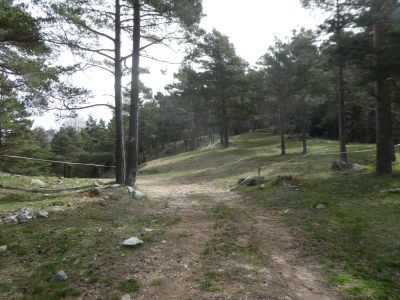 Collades Picamill