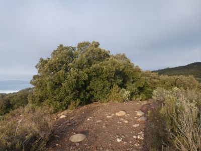 Puig Codina