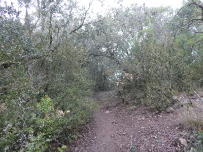 Turó Carlina