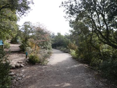 Coll Estella