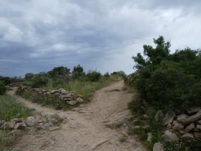 Croisement Cobertella