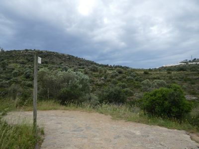 Croisement après Cobertella