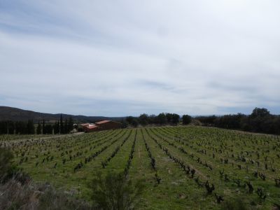 Vue vignes