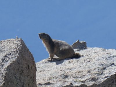 Vue marmotte