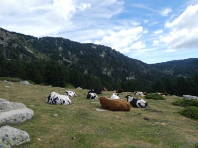 Vue vaches