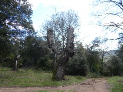 Vue chêne remarquable