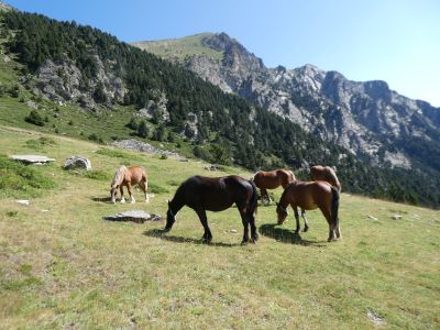 Vue chevaux