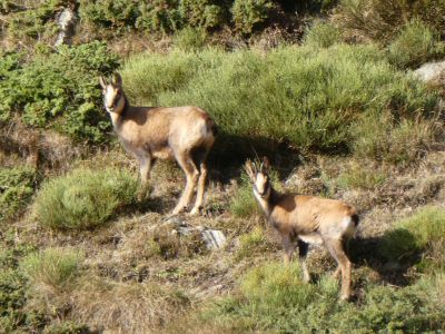 Vue isards