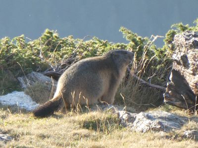 Vue marmotte