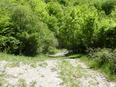 Croisement après Sivilla
