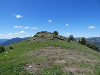 Croisement Arrapino