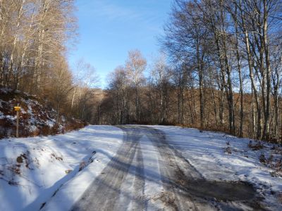Forêt Montoulieu