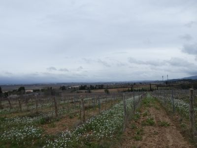 Vue vignes