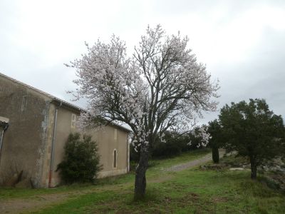Vue amandier