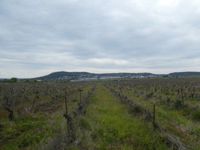 Vue vignes