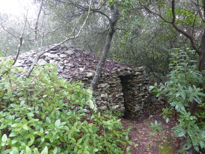 Capitelle Pistachier