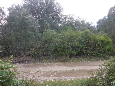 Croisement Capitelle 13