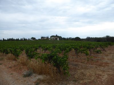 Vue vignobles 3