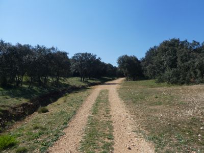 Croisement Capitelle Cèdres
