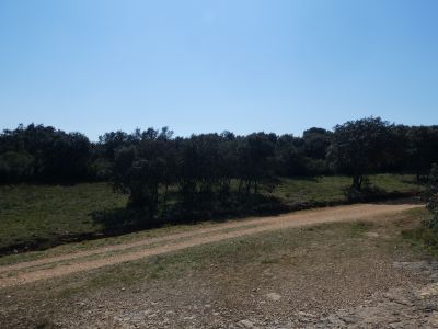 Croisement Capitelle Cèdres 2