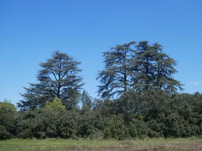Vue cèdres centenaires