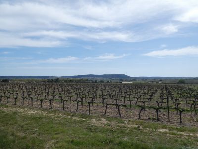 Vue vignes