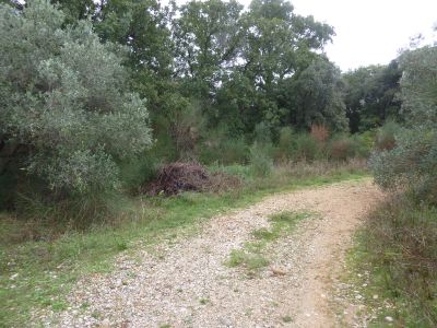 Croisement fin chemin oliveraie